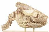 Fossil Oreodont (Merycoidodon) Skull w/ Vertebrae - South Dakota #227375-1